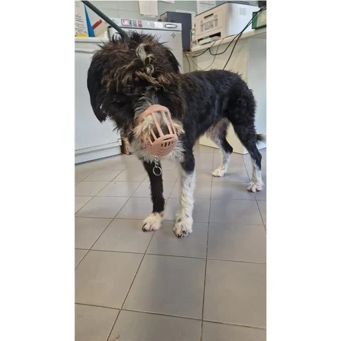Gek, Nero Bianco male 7yo mixed breed for adoption at Canile della Muratella, Rome