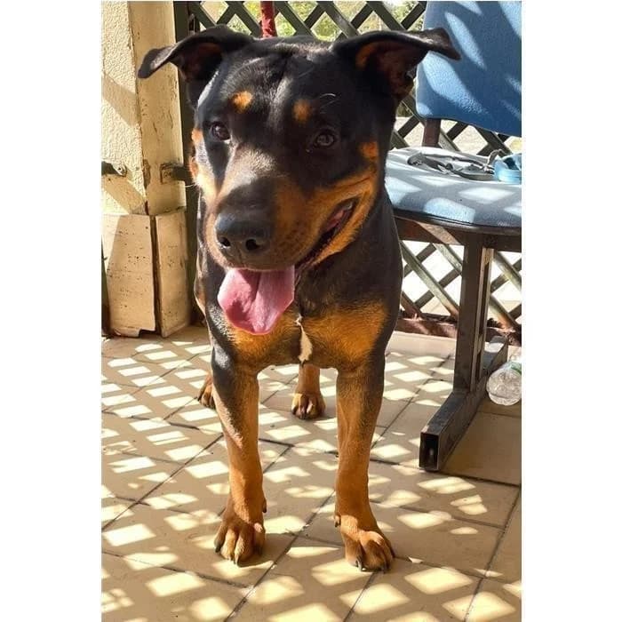 Odino, Nero Focato male 7yo mixed breed for adoption at Canile della Muratella, Rome