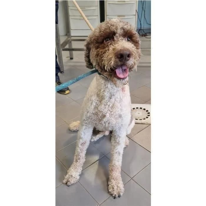Blasco, Grigio Bianco male 5yo mixed breed for adoption at Canile della Muratella, Rome