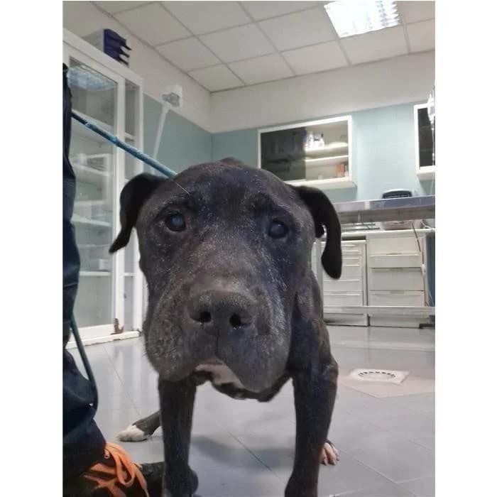 Gancio, Tigrato male senior Pit Bull Terrier for adoption at Canile della Muratella, Rome