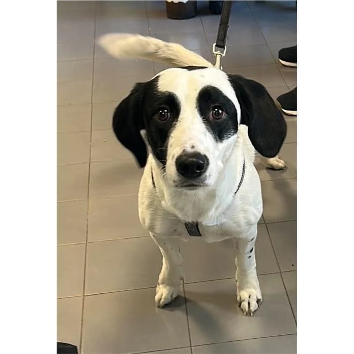 Robin, Bianco Nero male 4yo mixed breed for adoption at Canile della Muratella, Rome