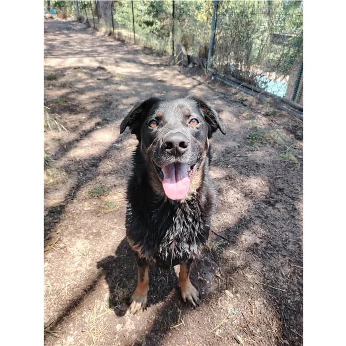 Tommy, Nero Focato male 4yo mixed breed for adoption at Canile della Muratella, Rome