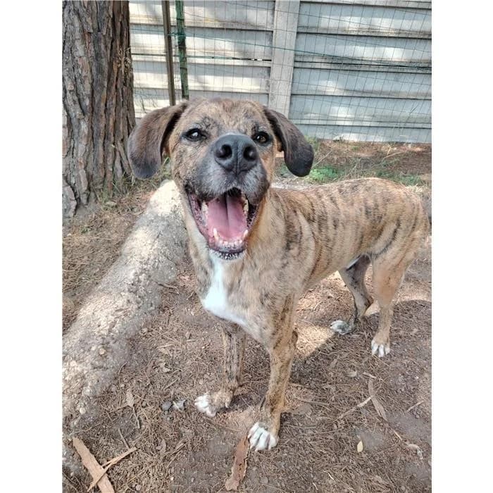 Fred, Tigrato male 5yo mixed breed for adoption at Canile della Muratella, Rome