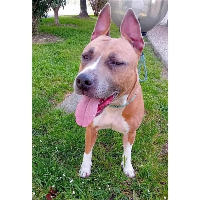 Molla, marrone bianco female 3yo American Staffordshire Terrier for adoption at Canile della Muratella, Rome