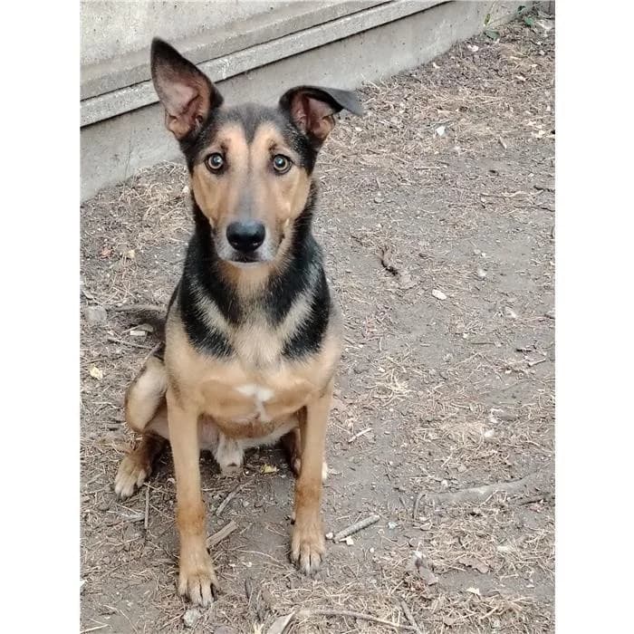 Jalapeรฑo, Nero Focato male senior mixed breed for adoption at Canile della Muratella, Rome