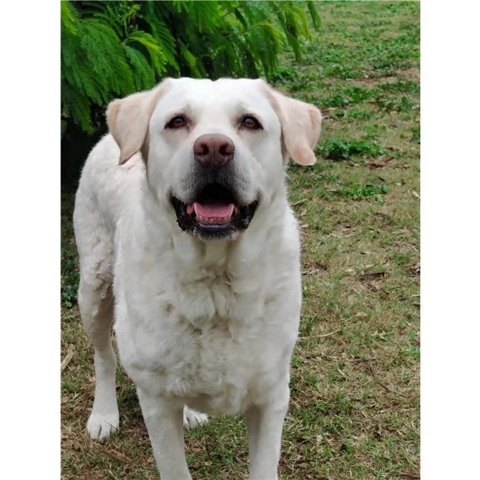 Rina, Bianco female 4yo Labrador Retriever for adoption at Canile della Muratella, Rome