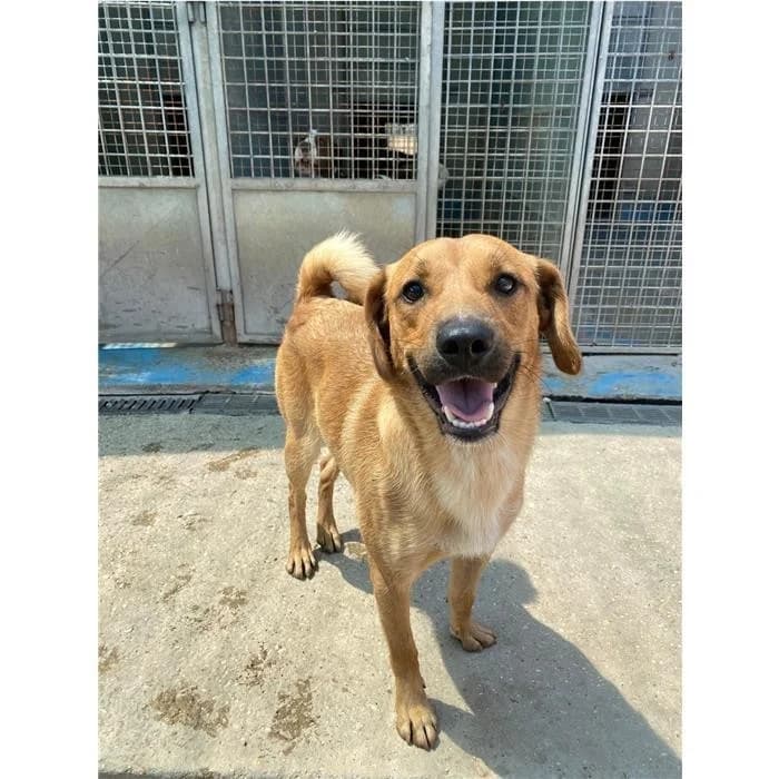 Pippo, Fulvo male young mixed breed for adoption at Canile della Muratella, Rome