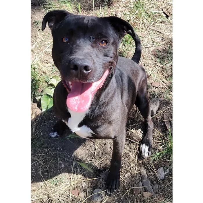 Aron, Nero Bianco male 4yo Pit Bull Terrier for adoption at Canile della Muratella, Rome