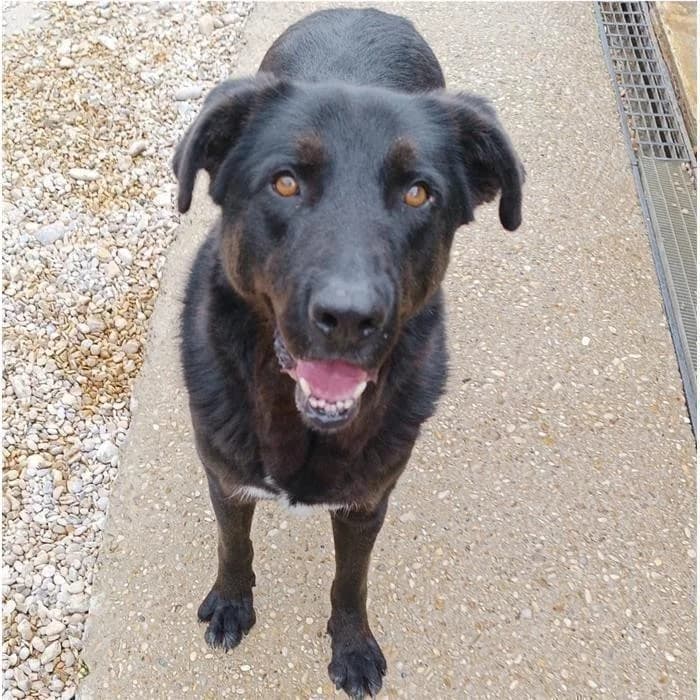 Ravanello, Nero male 6yo mixed breed for adoption at Canile della Muratella, Rome