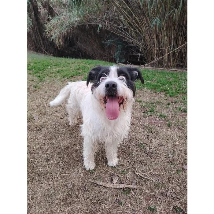 Watson, Bianco Nero male young mixed breed for adoption at Canile della Muratella, Rome