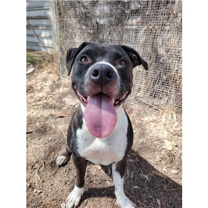 Joy, Bianco Nero female 4yo Pit Bull Terrier for adoption at Canile della Muratella, Rome
