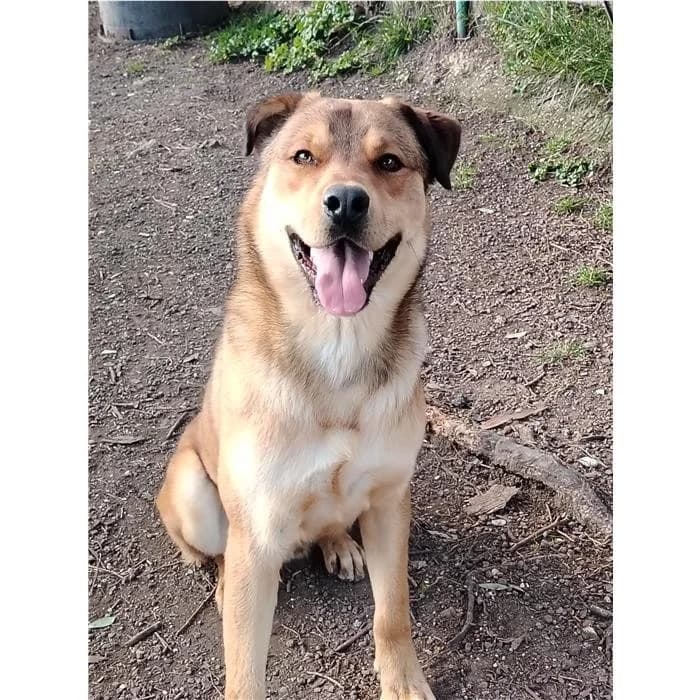 Ghiacciolo, Fulvo male young mixed breed for adoption at Canile della Muratella, Rome