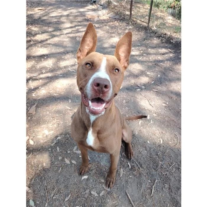 Mirko, Fulvo male 4yo Pit Bull Terrier for adoption at Canile della Muratella, Rome