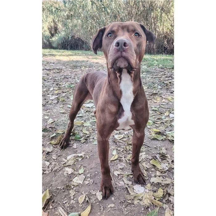 Polaretto, Fulvo male 5yo Pit Bull Terrier for adoption at Canile della Muratella, Rome