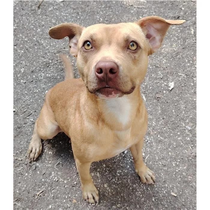 Luna, Fulvo female young Pit Bull Terrier for adoption at Canile della Muratella, Rome