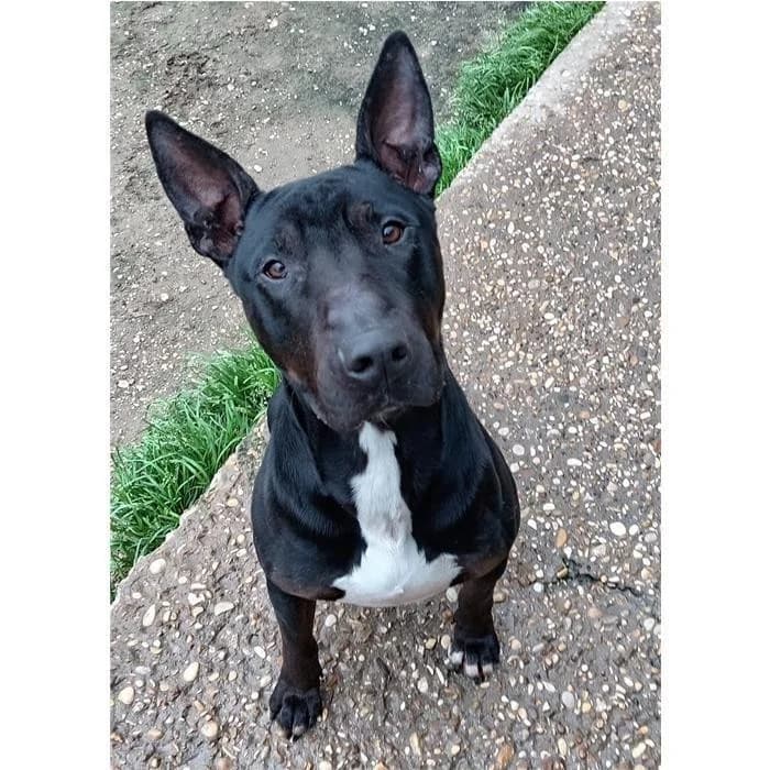 Uncino, Nero Bianco male young Bull Terrier for adoption at Canile della Muratella, Rome