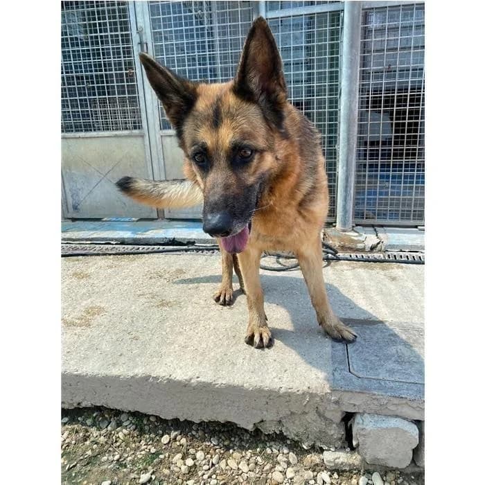 Deva, Nero Focato female 5yo German Shepherd for adoption at Canile della Muratella, Rome