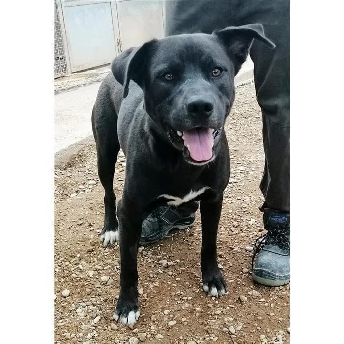 Serkan, Nero male 6yo Pit Bull Terrier for adoption at Canile della Muratella, Rome