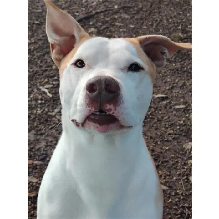Tony, bianco arancio male 7yo Pit Bull Terrier for adoption at Canile della Muratella, Rome