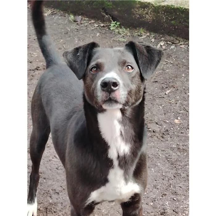 Otto, Nero Bianco male senior mixed breed for adoption at Canile della Muratella, Rome