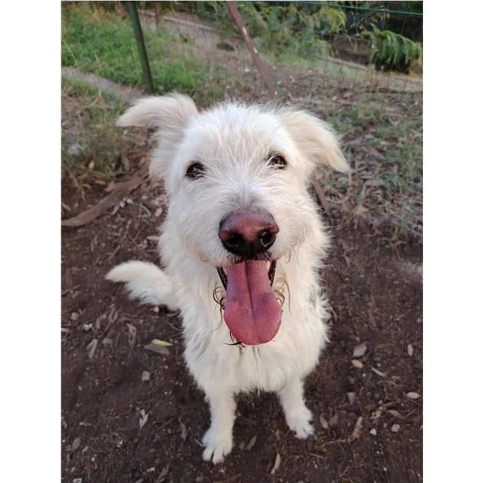 Cocumber, Beige male young mixed breed for adoption at Canile della Muratella, Rome