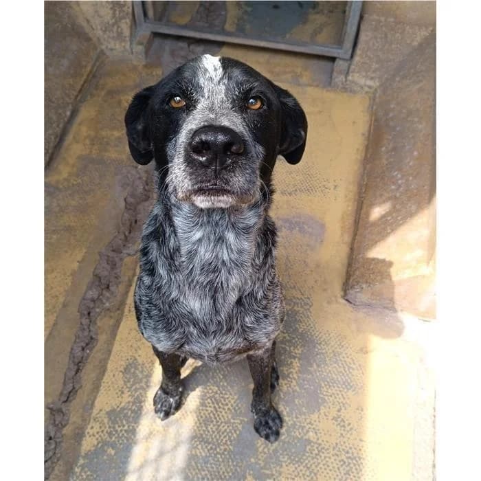 Broncio, Grigio Nero male 3yo mixed breed for adoption at Canile della Muratella, Rome