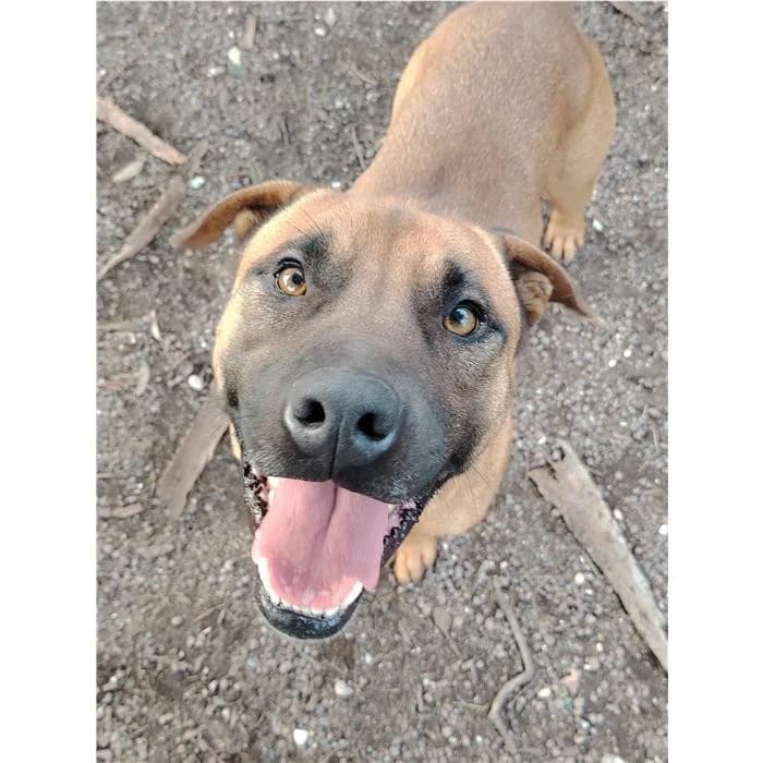 Tempesto, Fulvo male young mixed breed for adoption at Canile della Muratella, Rome