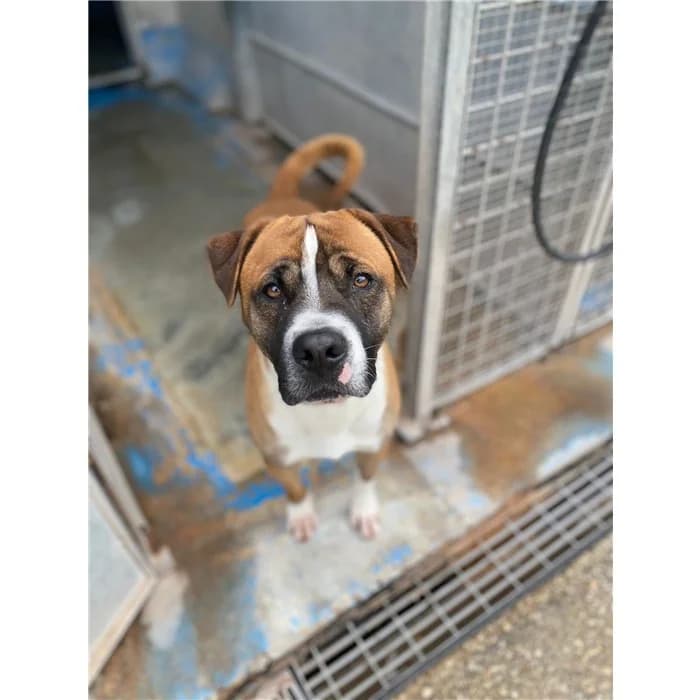 Zigor, tricolore male young Mastiff for adoption at Canile della Muratella, Rome