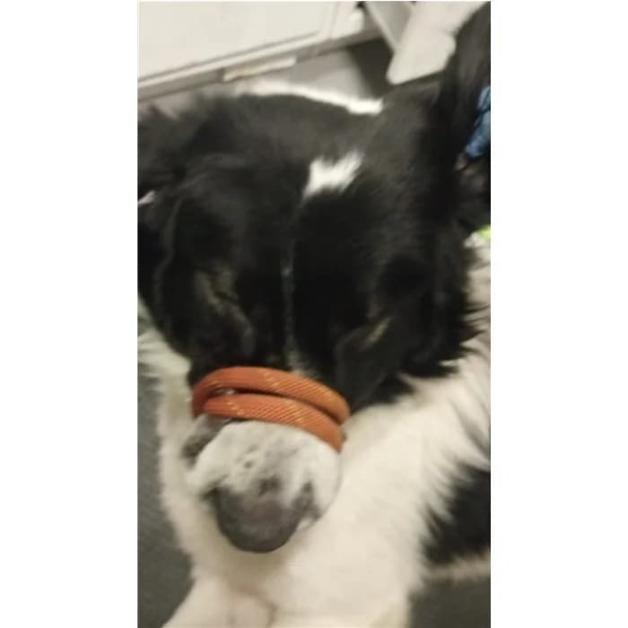 Yago, Bianco Nero male young Border Collie for adoption at Canile della Muratella, Rome