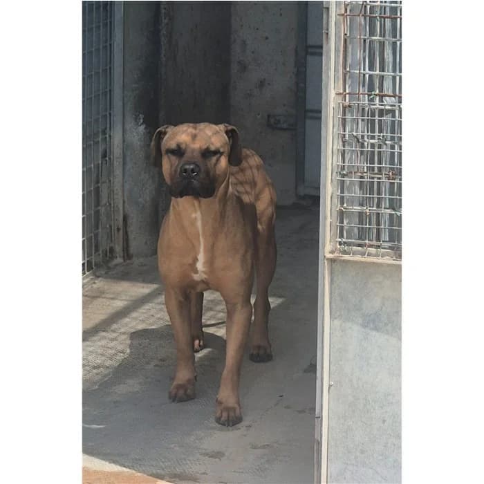 Simba, Fulvo male young Pit Bull Terrier for adoption at Canile della Muratella, Rome