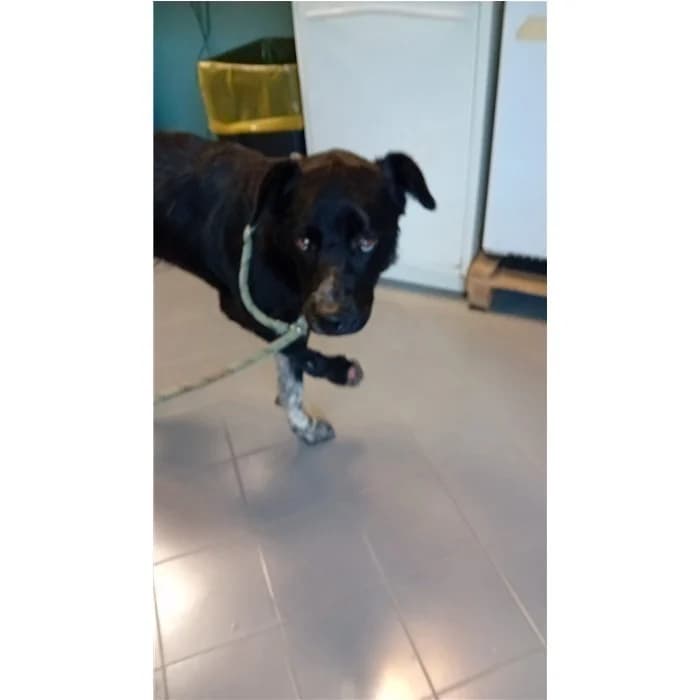 Aurora, Nero Bianco female 3yo mixed breed for adoption at Canile della Muratella, Rome
