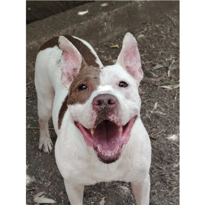 Billy, bianco marrone female senior Pit Bull Terrier for adoption at Canile della Muratella, Rome