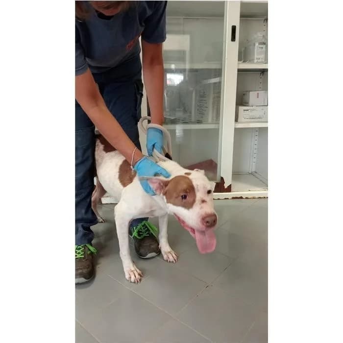 Thoretta, bianco marrone female senior Pit Bull Terrier for adoption at Canile della Muratella, Rome