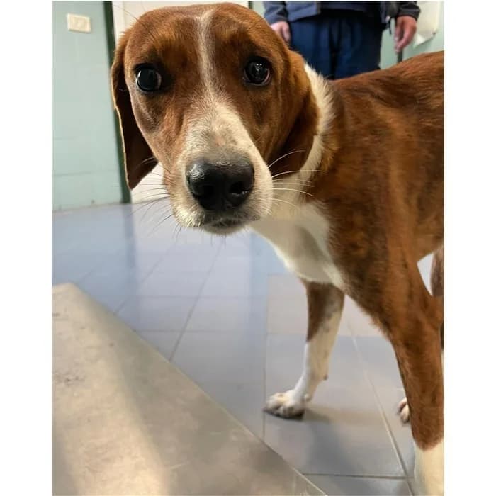 Nesquik, tricolore male 3yo mixed breed for adoption at Canile della Muratella, Rome