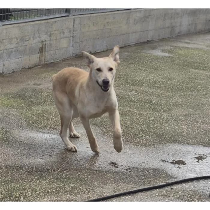 Gemma, Fulvo male young mixed breed for adoption at Canile della Muratella, Rome