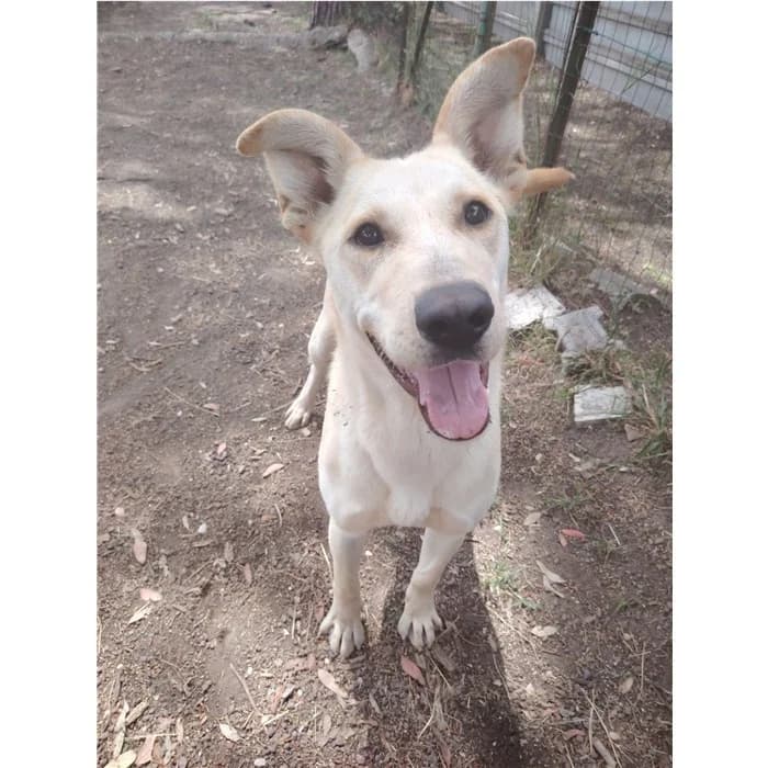 Billy, Fulvo male young mixed breed for adoption at Canile della Muratella, Rome