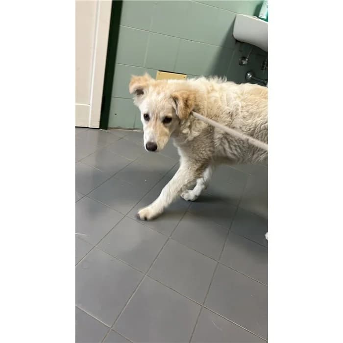 Cratus, female mixed breed for adoption at Rome