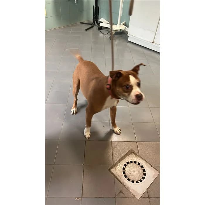 Cratus, male Pit Bull Terrier for adoption at Rome