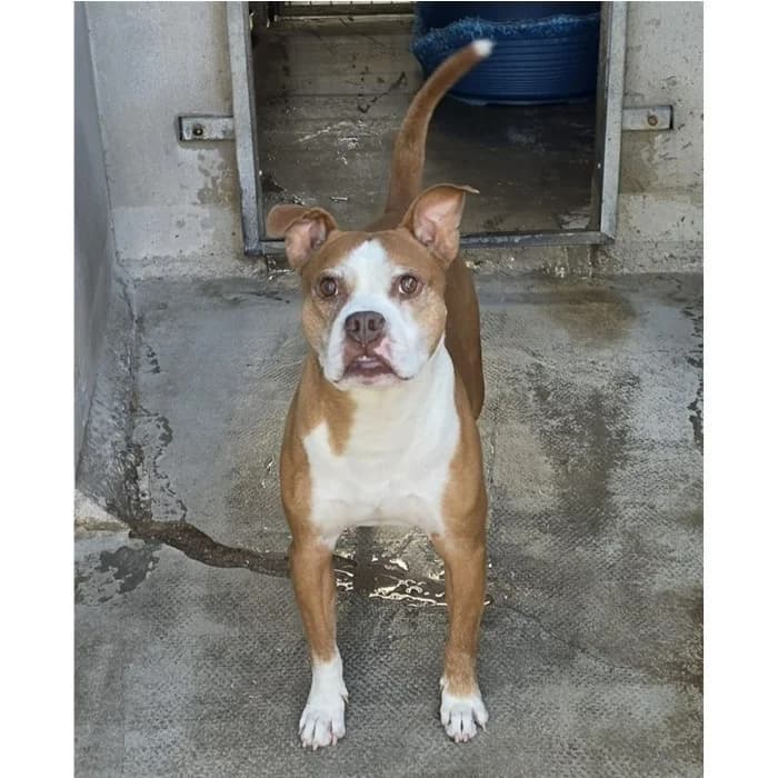 Ulisse, bianco arancio male 6yo Pit Bull Terrier for adoption at Canile della Muratella, Rome