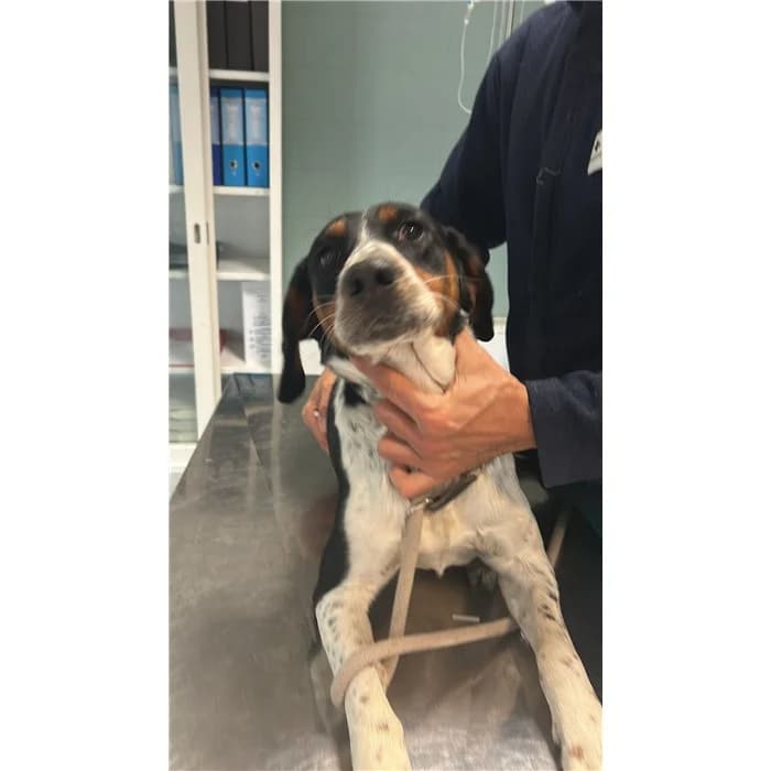 Matricola: 2024/1631, male mixed breed for adoption at Rome