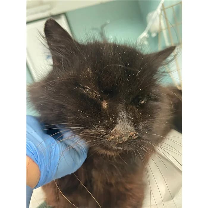 Matricola: 2026/0471, male European Shorthair for adoption at Rome