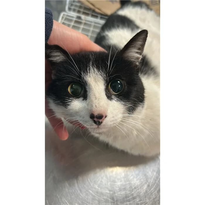 Matricola: 2026/0479, Bianco Nero male European Shorthair for adoption at Canile della Muratella, Rome