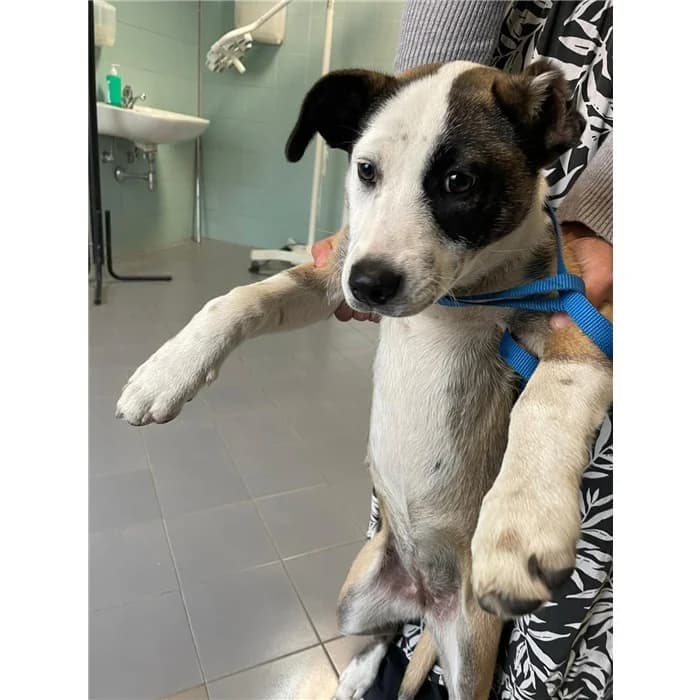 Matricola: 2026/0573, tricolore female mixed breed for adoption at Canile della Muratella, Rome