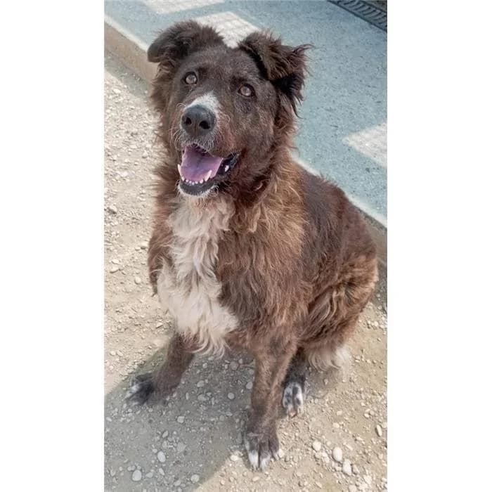 Nilo, tigrato bianco female mixed breed for adoption at Canile della Muratella, Rome