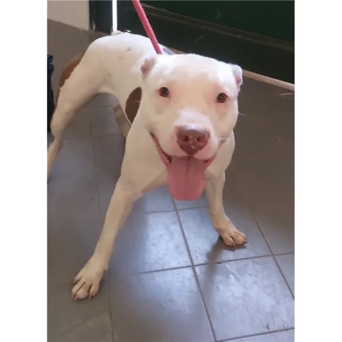 Gipsy King, bianco arancio female Pit Bull Terrier for adoption at Canile della Muratella, Rome