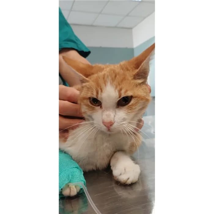 Matricola: 2026/0551, bianco arancio female European Shorthair for adoption at Canile della Muratella, Rome