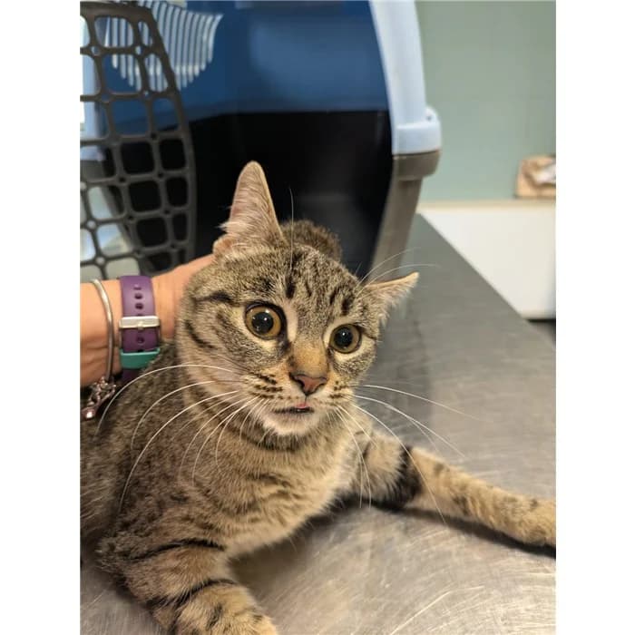 Matricola: 2026/0551, Tigrato female European Shorthair for adoption at Canile della Muratella, Rome