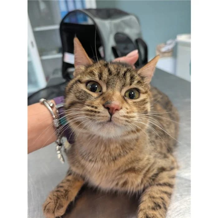 Matricola: 2026/0551, Tigrato female European Shorthair for adoption at Canile della Muratella, Rome