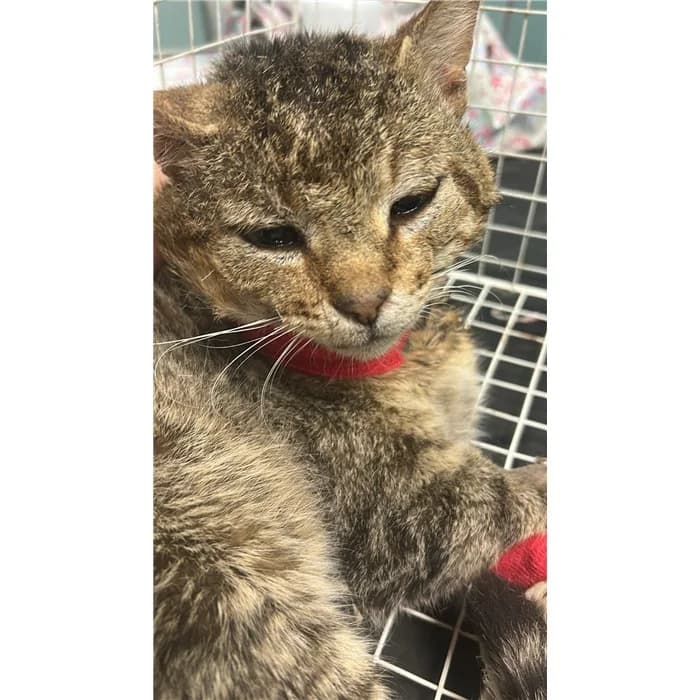 Matricola: 2026/0551, Tigrato male European Shorthair for adoption at Canile della Muratella, Rome