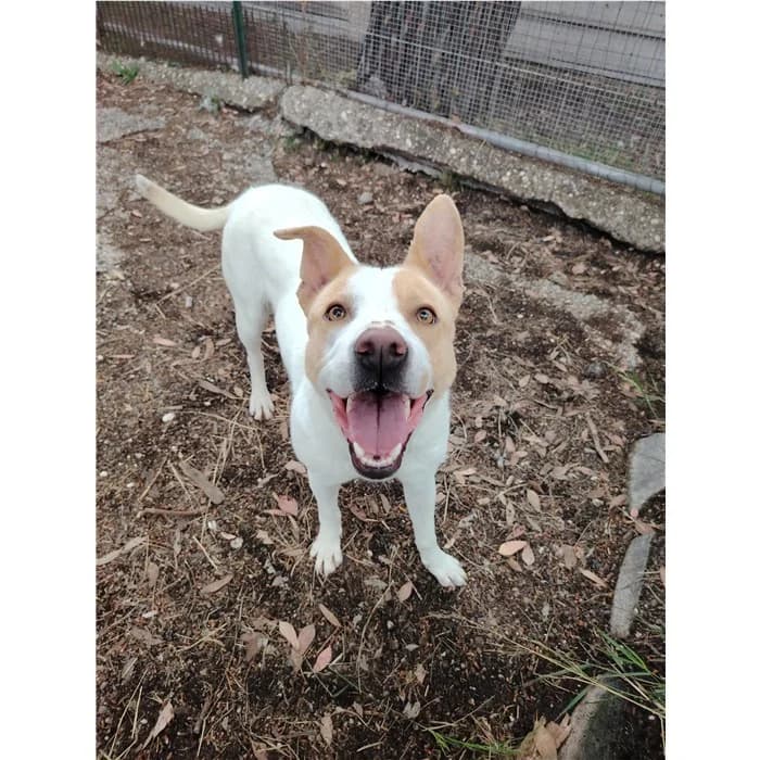 Billy, bianco arancio female young mixed breed for adoption at Canile della Muratella, Rome